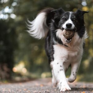Videocorso - Il cane: chi è, le sue motivazioni e le razze
