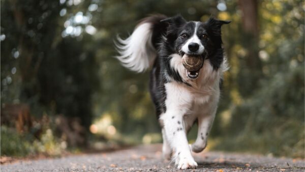 Videocorso - Il cane: chi è, le sue motivazioni e le razze (premium)