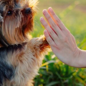 Videocorso - Attività per il cane non sportivo
