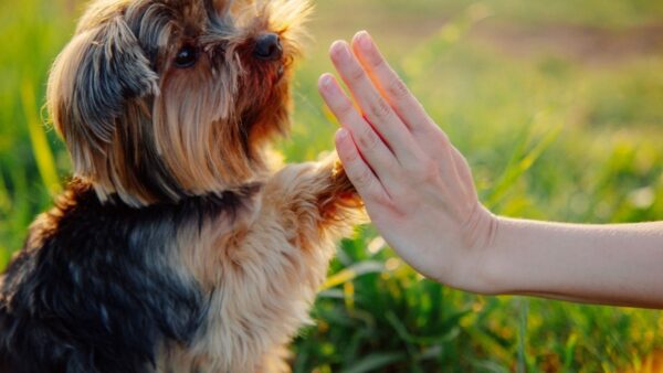 Videocorso - Attività per il cane non sportivo (premium)