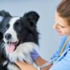 Videocorso - Prevenzione nel cane: profilassi antiparassitaria pulci e zecche