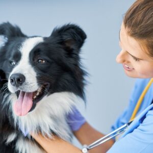 Videocorso - Prevenzione nel cane: profilassi antiparassitaria pulci e zecche (premium)