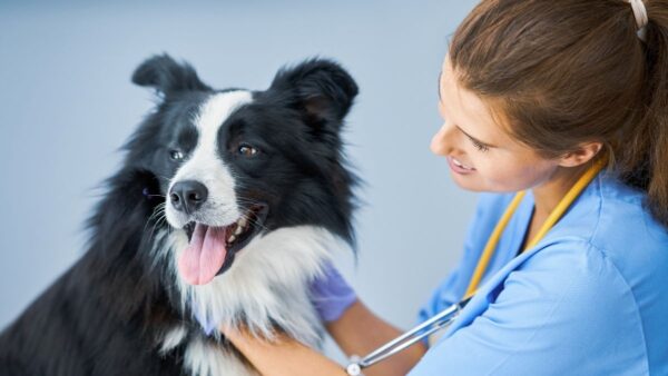 Videocorso - Prevenzione nel cane: profilassi antiparassitaria pulci e zecche (premium)