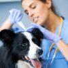 Videocorso - Prevenzione nel cane: profilassi filaria