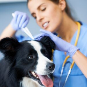 Videocorso - Prevenzione nel cane: profilassi filaria