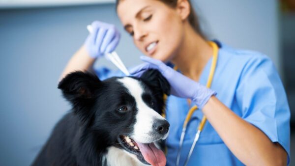 Videocorso - Prevenzione nel cane: profilassi filaria