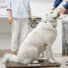 Videocorso - Prevenzione nel cane: profilassi leishmaniosi