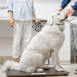 Videocorso - Prevenzione nel cane: profilassi leishmaniosi