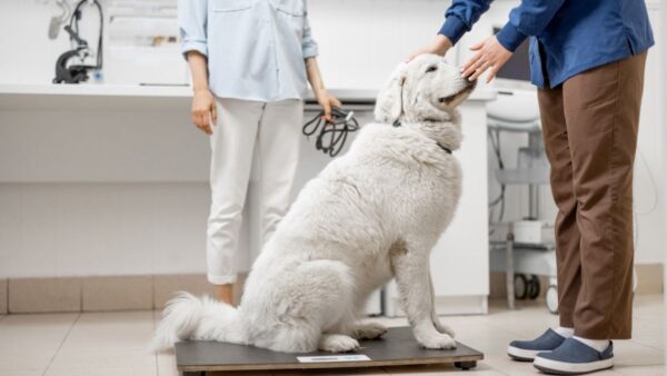 Videocorso - Prevenzione nel cane: profilassi leishmaniosi