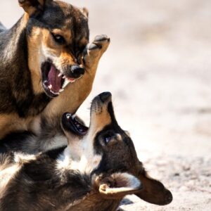Videocorso - Prevenzione nel cane: profilassi antirabbica