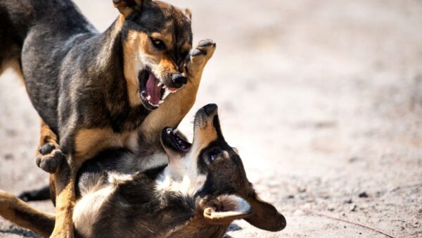 Videocorso - Prevenzione nel cane: profilassi antirabbica (premium)