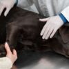 Videocorso - Pronto soccorso: emorragia (premium)