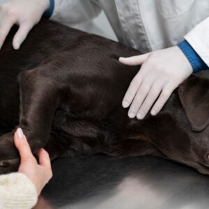 Videocorso - Pronto soccorso: emorragia (premium)