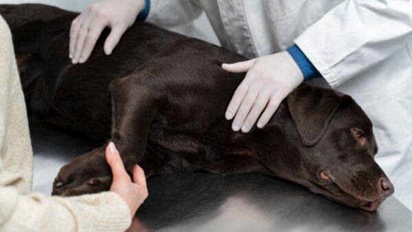 Videocorso - Pronto soccorso: emorragia (premium)