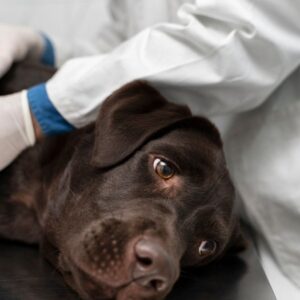 Videocorso - Pronto soccorso: crisi epilettica