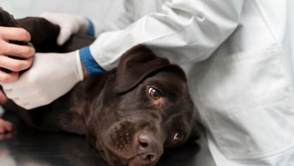 Videocorso - Pronto soccorso: crisi epilettica (premium)