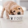 Videocorso - Adattare la dieta al cucciolo