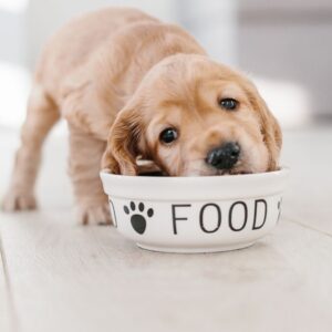 Videocorso - Adattare la dieta al cucciolo