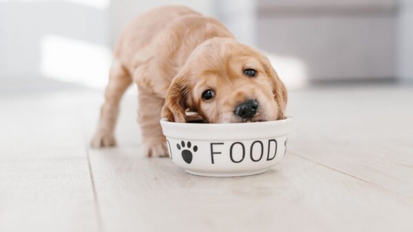 Videocorso - Adattare la dieta al cucciolo (premium)