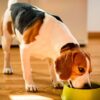 Videocorso - Alimentazione e nutrizione