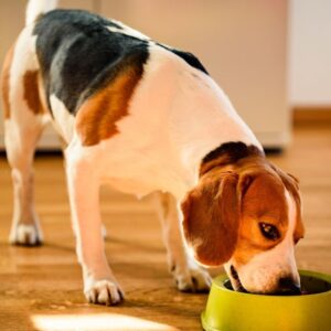 Videocorso - Alimentazione e nutrizione