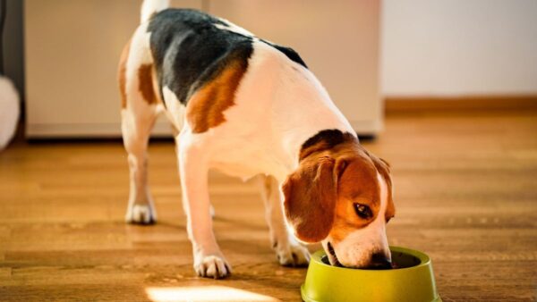 Videocorso - Alimentazione e nutrizione