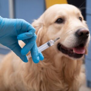 Videocorso - Prevenzione nel cane: profilassi vaccinale (premium)