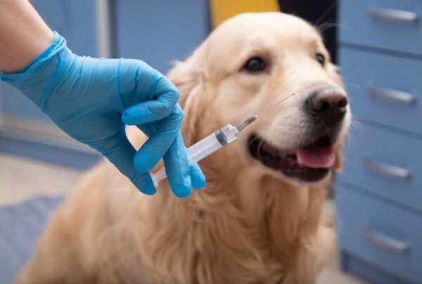 Videocorso - Prevenzione nel cane: profilassi vaccinale (premium)